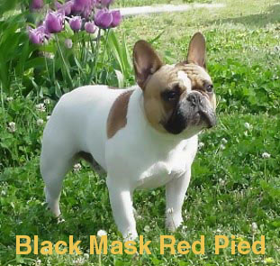 black_mask_red_pied