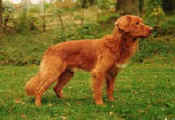 Decoyman's Piper Drgsta
