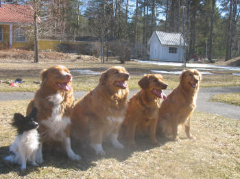 Frn vnster: Dreamie, Vilma, Mitzy, Chaos och Pyttan
