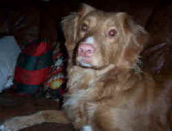 Kelly