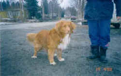 Tassen